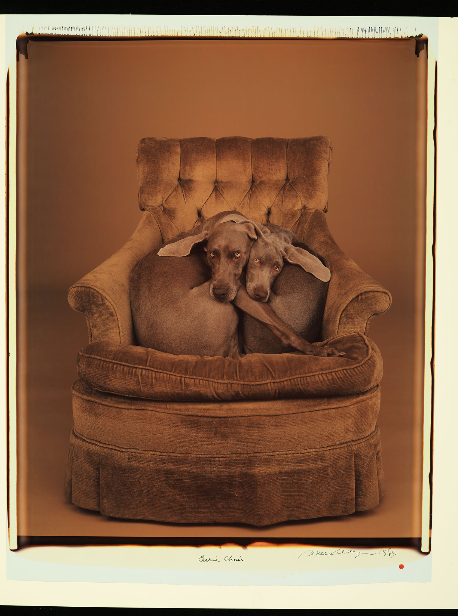 Φωτογραφία. Μυθοποιώντας την σχέση σκύλου – ανθρώπου. Οι εικόνες του Γουίλιαμ Γέγκμαν